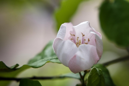 Fleur-de-Cognassier