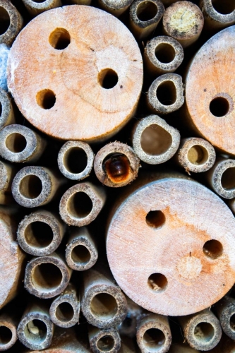 Bienvenue au gîte de Maya l'abeille!