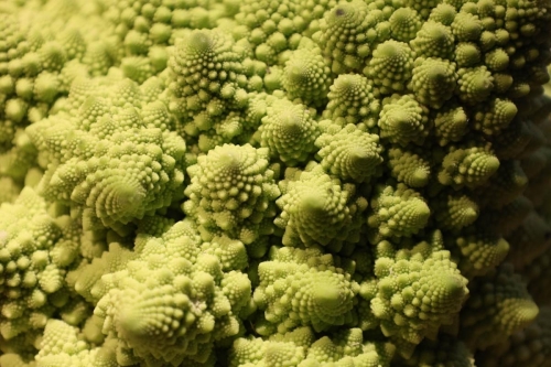 Quand le chou romanesco révèle sa géométrie fractale.