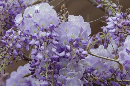 Glycine