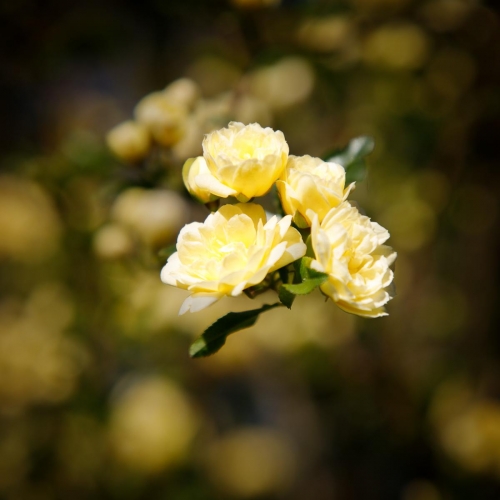 Rosier-grimpant